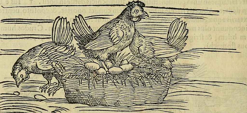 An illustration from Petri Andreae Matthioli Senensis serenissimi Principis Ferdinandi Archiducis Austriae & c., Medici, Commentarii secundo aucti : in libros sex Pedacii Dioscoridis Anazarbei de medica materia. Adiectis quàm plurimis plantarum, & animalium imaginibus quae in priore editione non habentur, eodem authore : his accessit eiusdem apologia adversus Amathum Lusitanum cum censura in eiusdem enarrationes, 1558, leaf 313