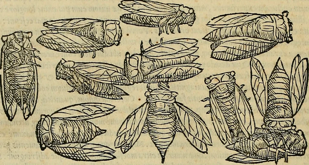 An illustration from Petri Andreae Matthioli Senensis serenissimi Principis Ferdinandi Archiducis Austriae & c., Medici, Commentarii secundo aucti : in libros sex Pedacii Dioscoridis Anazarbei de medica materia. Adiectis quàm plurimis plantarum, & animalium imaginibus quae in priore editione non habentur, eodem authore : his accessit eiusdem apologia adversus Amathum Lusitanum cum censura in eiusdem enarrationes, 1558, leaf 315