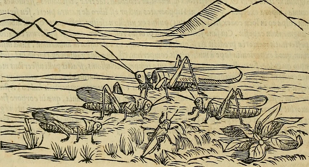 An illustration from Petri Andreae Matthioli Senensis serenissimi Principis Ferdinandi Archiducis Austriae & c., Medici, Commentarii secundo aucti : in libros sex Pedacii Dioscoridis Anazarbei de medica materia. Adiectis quàm plurimis plantarum, & animalium imaginibus quae in priore editione non habentur, eodem authore : his accessit eiusdem apologia adversus Amathum Lusitanum cum censura in eiusdem enarrationes, 1558, leaf 315