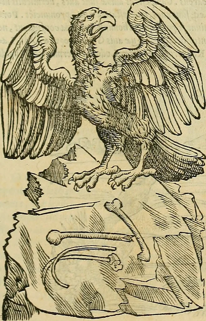 An illustration from Petri Andreae Matthioli Senensis serenissimi Principis Ferdinandi Archiducis Austriae & c., Medici, Commentarii secundo aucti : in libros sex Pedacii Dioscoridis Anazarbei de medica materia. Adiectis quàm plurimis plantarum, & animalium imaginibus quae in priore editione non habentur, eodem authore : his accessit eiusdem apologia adversus Amathum Lusitanum cum censura in eiusdem enarrationes, 1558, leaf 316