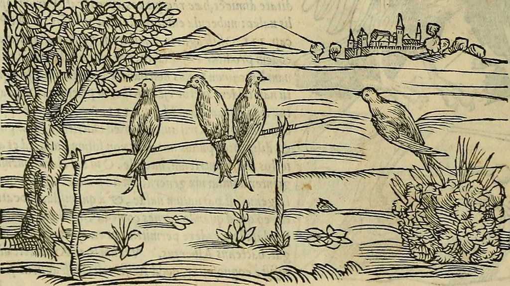An illustration from Petri Andreae Matthioli Senensis serenissimi Principis Ferdinandi Archiducis Austriae & c., Medici, Commentarii secundo aucti : in libros sex Pedacii Dioscoridis Anazarbei de medica materia. Adiectis quàm plurimis plantarum, & animalium imaginibus quae in priore editione non habentur, eodem authore : his accessit eiusdem apologia adversus Amathum Lusitanum cum censura in eiusdem enarrationes, 1558, leaf 317