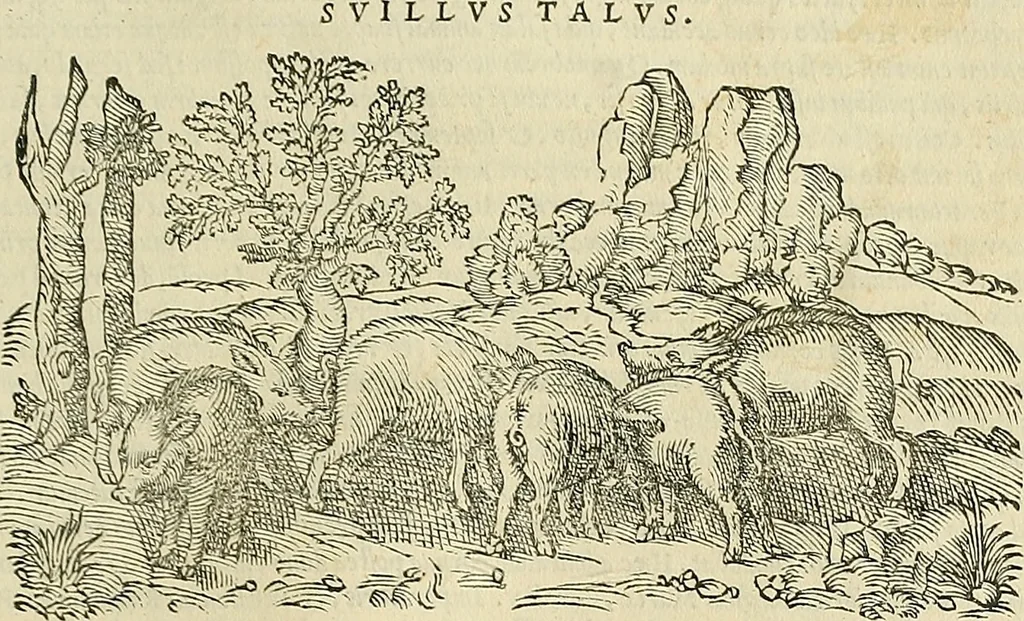 An illustration from Petri Andreae Matthioli Senensis serenissimi Principis Ferdinandi Archiducis Austriae & c., Medici, Commentarii secundo aucti : in libros sex Pedacii Dioscoridis Anazarbei de medica materia. Adiectis quàm plurimis plantarum, & animalium imaginibus quae in priore editione non habentur, eodem authore : his accessit eiusdem apologia adversus Amathum Lusitanum cum censura in eiusdem enarrationes, 1558, leaf 320
