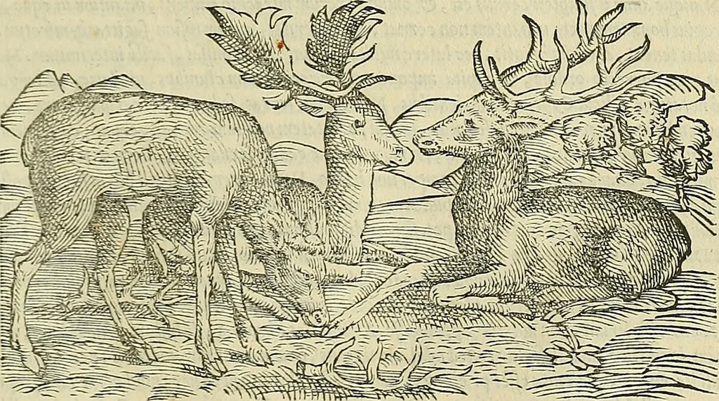 An illustration from Petri Andreae Matthioli Senensis serenissimi Principis Ferdinandi Archiducis Austriae & c., Medici, Commentarii secundo aucti : in libros sex Pedacii Dioscoridis Anazarbei de medica materia. Adiectis quàm plurimis plantarum, & animalium imaginibus quae in priore editione non habentur, eodem authore : his accessit eiusdem apologia adversus Amathum Lusitanum cum censura in eiusdem enarrationes, 1558, leaf 320