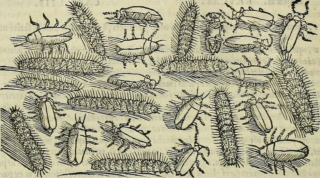 An illustration from Petri Andreae Matthioli Senensis serenissimi Principis Ferdinandi Archiducis Austriae & c., Medici, Commentarii secundo aucti : in libros sex Pedacii Dioscoridis Anazarbei de medica materia. Adiectis quàm plurimis plantarum, & animalium imaginibus quae in priore editione non habentur, eodem authore : his accessit eiusdem apologia adversus Amathum Lusitanum cum censura in eiusdem enarrationes, 1558, leaf 323