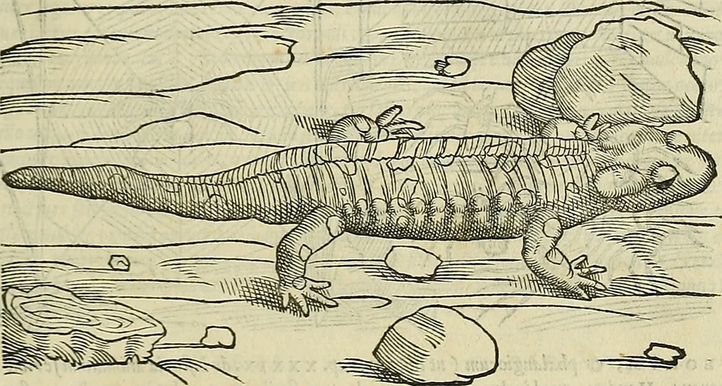 An illustration from Petri Andreae Matthioli Senensis serenissimi Principis Ferdinandi Archiducis Austriae & c., Medici, Commentarii secundo aucti : in libros sex Pedacii Dioscoridis Anazarbei de medica materia. Adiectis quàm plurimis plantarum, & animalium imaginibus quae in priore editione non habentur, eodem authore : his accessit eiusdem apologia adversus Amathum Lusitanum cum censura in eiusdem enarrationes, 1558, leaf 324