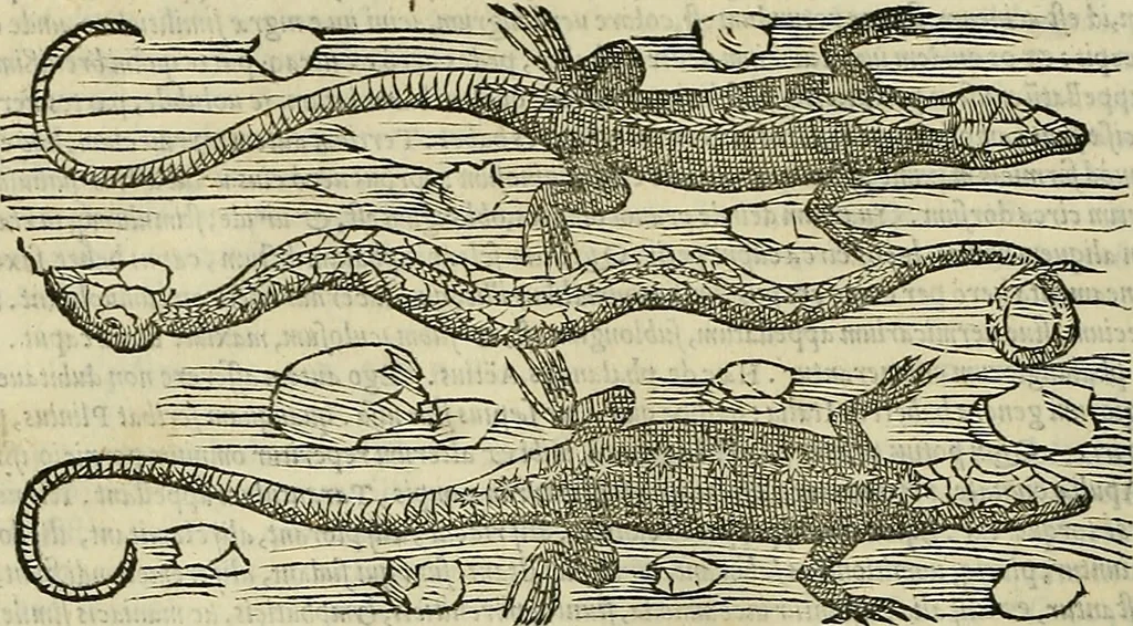 An illustration from Petri Andreae Matthioli Senensis serenissimi Principis Ferdinandi Archiducis Austriae & c., Medici, Commentarii secundo aucti : in libros sex Pedacii Dioscoridis Anazarbei de medica materia. Adiectis quàm plurimis plantarum, & animalium imaginibus quae in priore editione non habentur, eodem authore : his accessit eiusdem apologia adversus Amathum Lusitanum cum censura in eiusdem enarrationes, 1558, leaf 327