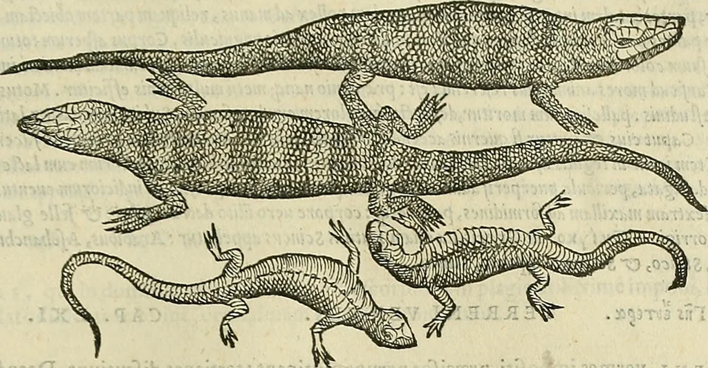 An illustration from Petri Andreae Matthioli Senensis serenissimi Principis Ferdinandi Archiducis Austriae & c., Medici, Commentarii secundo aucti : in libros sex Pedacii Dioscoridis Anazarbei de medica materia. Adiectis quàm plurimis plantarum, & animalium imaginibus quae in priore editione non habentur, eodem authore : his accessit eiusdem apologia adversus Amathum Lusitanum cum censura in eiusdem enarrationes, 1558, leaf 328