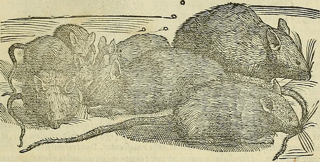 An illustration from Petri Andreae Matthioli Senensis serenissimi Principis Ferdinandi Archiducis Austriae & c., Medici, Commentarii secundo aucti : in libros sex Pedacii Dioscoridis Anazarbei de medica materia. Adiectis quàm plurimis plantarum, & animalium imaginibus quae in priore editione non habentur, eodem authore : his accessit eiusdem apologia adversus Amathum Lusitanum cum censura in eiusdem enarrationes, 1558, leaf 330