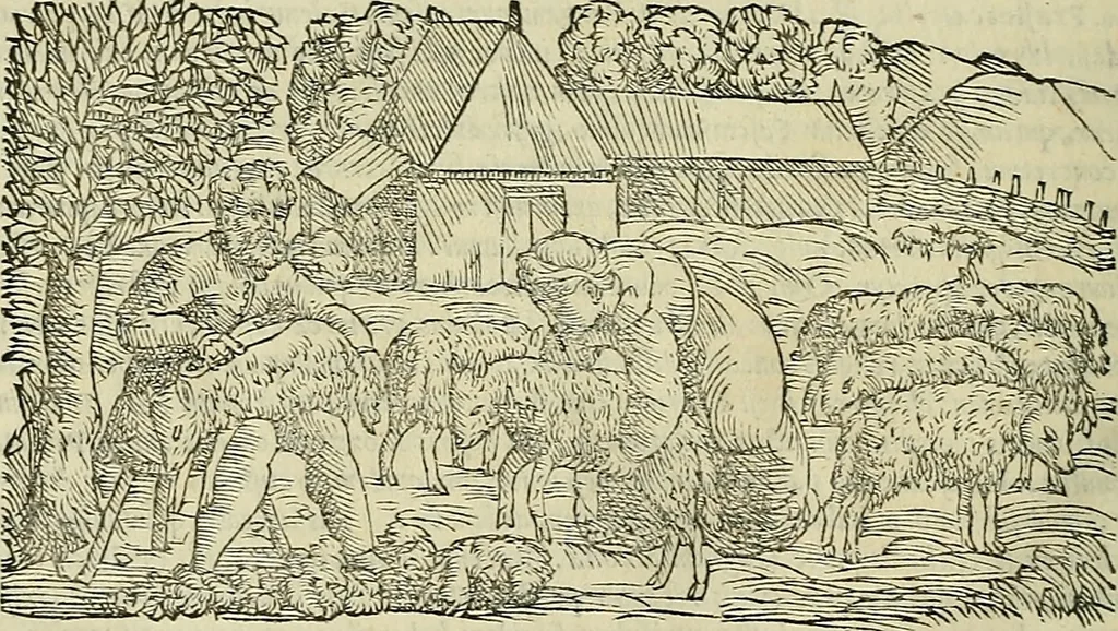 An illustration from Petri Andreae Matthioli Senensis serenissimi Principis Ferdinandi Archiducis Austriae & c., Medici, Commentarii secundo aucti : in libros sex Pedacii Dioscoridis Anazarbei de medica materia. Adiectis quàm plurimis plantarum, & animalium imaginibus quae in priore editione non habentur, eodem authore : his accessit eiusdem apologia adversus Amathum Lusitanum cum censura in eiusdem enarrationes, 1558, leaf 335