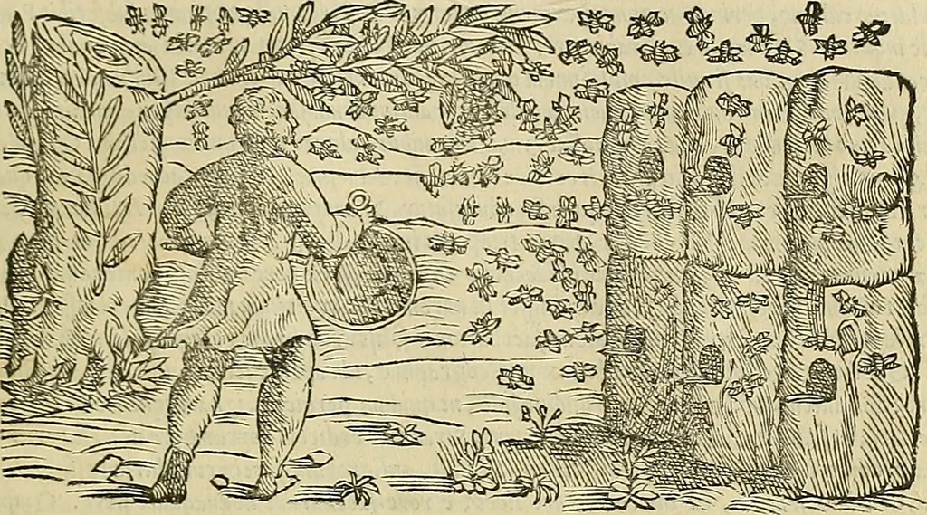 An illustration from Petri Andreae Matthioli Senensis serenissimi Principis Ferdinandi Archiducis Austriae & c., Medici, Commentarii secundo aucti : in libros sex Pedacii Dioscoridis Anazarbei de medica materia. Adiectis quàm plurimis plantarum, & animalium imaginibus quae in priore editione non habentur, eodem authore : his accessit eiusdem apologia adversus Amathum Lusitanum cum censura in eiusdem enarrationes, 1558, leaf 346