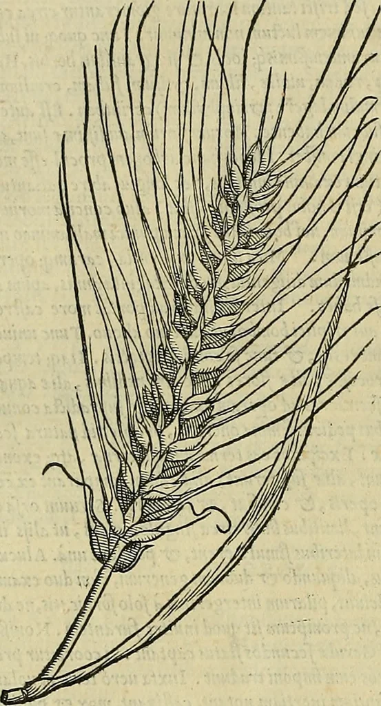 An illustration from Petri Andreae Matthioli Senensis serenissimi Principis Ferdinandi Archiducis Austriae & c., Medici, Commentarii secundo aucti : in libros sex Pedacii Dioscoridis Anazarbei de medica materia. Adiectis quàm plurimis plantarum, & animalium imaginibus quae in priore editione non habentur, eodem authore : his accessit eiusdem apologia adversus Amathum Lusitanum cum censura in eiusdem enarrationes, 1558, leaf 351