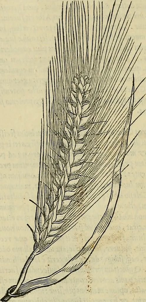 An illustration from Petri Andreae Matthioli Senensis serenissimi Principis Ferdinandi Archiducis Austriae & c., Medici, Commentarii secundo aucti : in libros sex Pedacii Dioscoridis Anazarbei de medica materia. Adiectis quàm plurimis plantarum, & animalium imaginibus quae in priore editione non habentur, eodem authore : his accessit eiusdem apologia adversus Amathum Lusitanum cum censura in eiusdem enarrationes, 1558, leaf 353