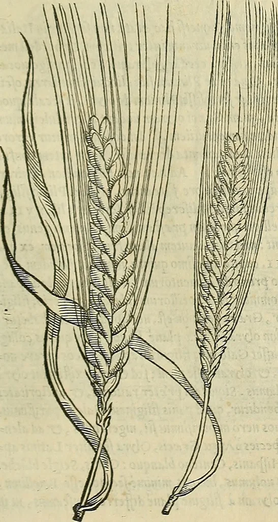 An illustration from Petri Andreae Matthioli Senensis serenissimi Principis Ferdinandi Archiducis Austriae & c., Medici, Commentarii secundo aucti : in libros sex Pedacii Dioscoridis Anazarbei de medica materia. Adiectis quàm plurimis plantarum, & animalium imaginibus quae in priore editione non habentur, eodem authore : his accessit eiusdem apologia adversus Amathum Lusitanum cum censura in eiusdem enarrationes, 1558, leaf 354