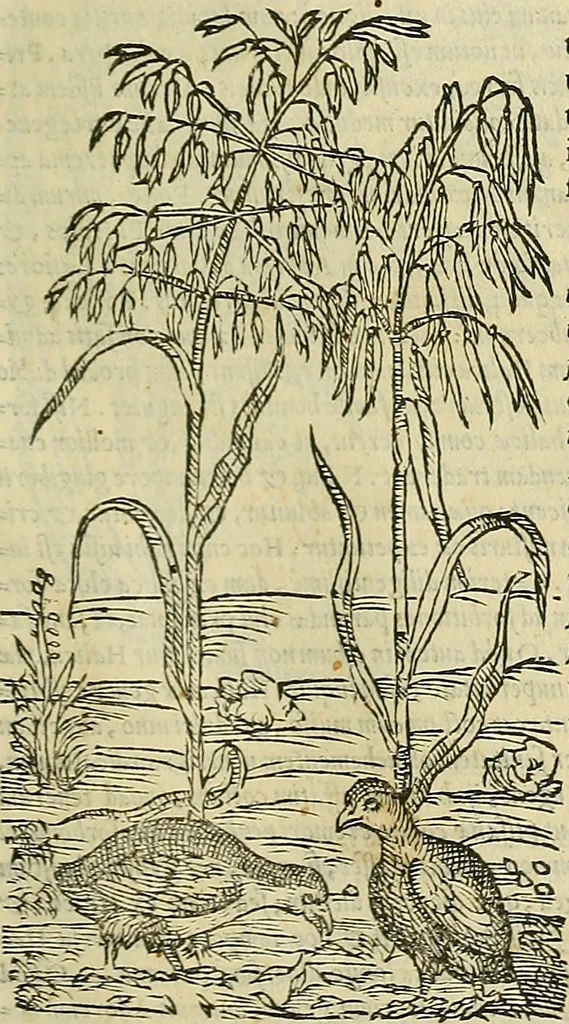 An illustration from Petri Andreae Matthioli Senensis serenissimi Principis Ferdinandi Archiducis Austriae & c., Medici, Commentarii secundo aucti : in libros sex Pedacii Dioscoridis Anazarbei de medica materia. Adiectis quàm plurimis plantarum, & animalium imaginibus quae in priore editione non habentur, eodem authore : his accessit eiusdem apologia adversus Amathum Lusitanum cum censura in eiusdem enarrationes, 1558, leaf 356