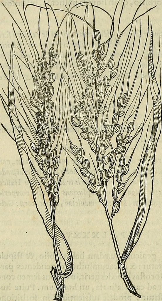 An illustration from Petri Andreae Matthioli Senensis serenissimi Principis Ferdinandi Archiducis Austriae & c., Medici, Commentarii secundo aucti : in libros sex Pedacii Dioscoridis Anazarbei de medica materia. Adiectis quàm plurimis plantarum, & animalium imaginibus quae in priore editione non habentur, eodem authore : his accessit eiusdem apologia adversus Amathum Lusitanum cum censura in eiusdem enarrationes, 1558, leaf 357