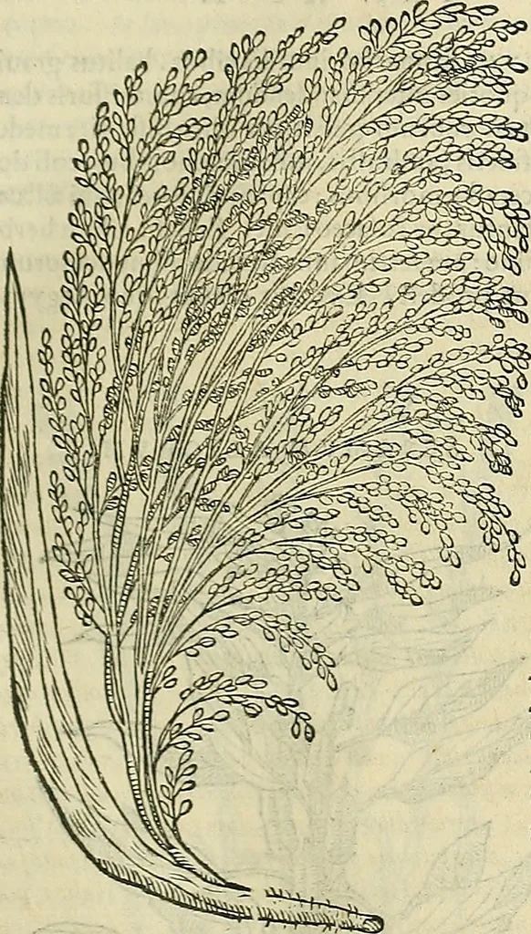 An illustration from Petri Andreae Matthioli Senensis serenissimi Principis Ferdinandi Archiducis Austriae & c., Medici, Commentarii secundo aucti : in libros sex Pedacii Dioscoridis Anazarbei de medica materia. Adiectis quàm plurimis plantarum, & animalium imaginibus quae in priore editione non habentur, eodem authore : his accessit eiusdem apologia adversus Amathum Lusitanum cum censura in eiusdem enarrationes, 1558, leaf 358