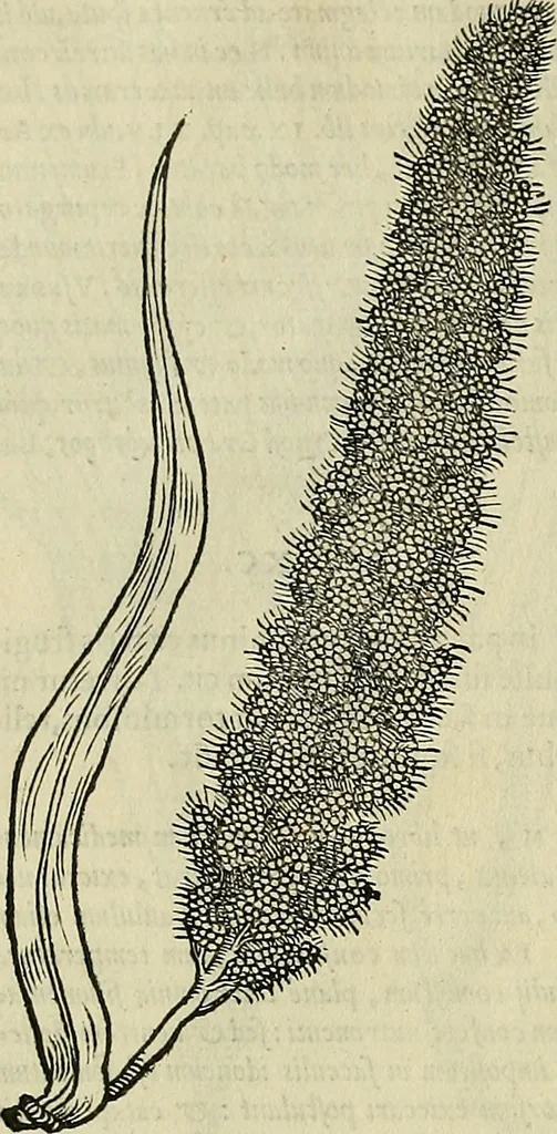 An illustration from Petri Andreae Matthioli Senensis serenissimi Principis Ferdinandi Archiducis Austriae & c., Medici, Commentarii secundo aucti : in libros sex Pedacii Dioscoridis Anazarbei de medica materia. Adiectis quàm plurimis plantarum, & animalium imaginibus quae in priore editione non habentur, eodem authore : his accessit eiusdem apologia adversus Amathum Lusitanum cum censura in eiusdem enarrationes, 1558, leaf 359
