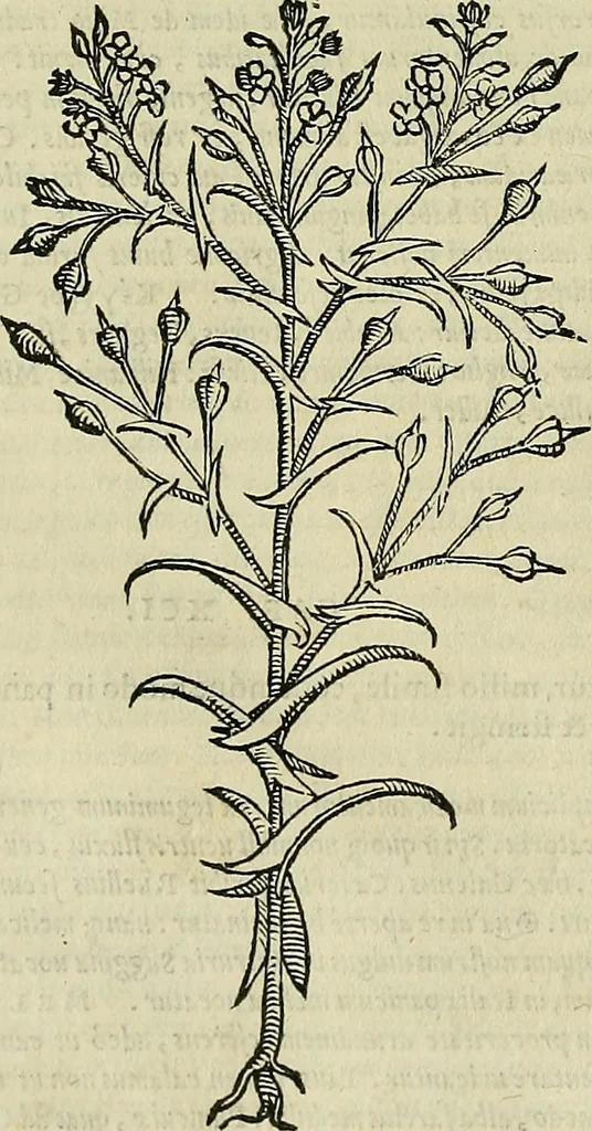 An illustration from Petri Andreae Matthioli Senensis serenissimi Principis Ferdinandi Archiducis Austriae & c., Medici, Commentarii secundo aucti : in libros sex Pedacii Dioscoridis Anazarbei de medica materia. Adiectis quàm plurimis plantarum, & animalium imaginibus quae in priore editione non habentur, eodem authore : his accessit eiusdem apologia adversus Amathum Lusitanum cum censura in eiusdem enarrationes, 1558, leaf 359