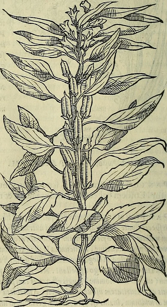 An illustration from Petri Andreae Matthioli Senensis serenissimi Principis Ferdinandi Archiducis Austriae & c., Medici, Commentarii secundo aucti : in libros sex Pedacii Dioscoridis Anazarbei de medica materia. Adiectis quàm plurimis plantarum, & animalium imaginibus quae in priore editione non habentur, eodem authore : his accessit eiusdem apologia adversus Amathum Lusitanum cum censura in eiusdem enarrationes, 1558, leaf 359