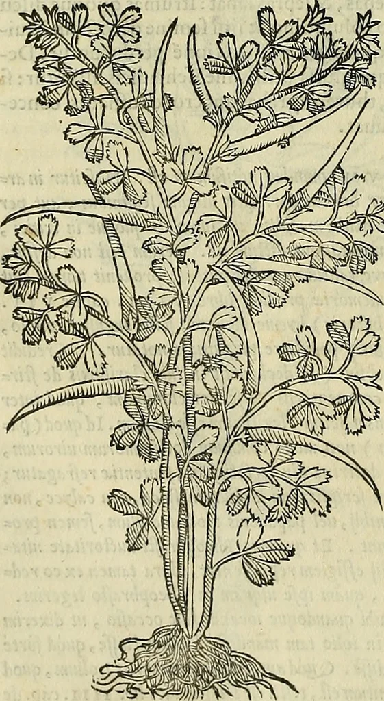 An illustration from Petri Andreae Matthioli Senensis serenissimi Principis Ferdinandi Archiducis Austriae & c., Medici, Commentarii secundo aucti : in libros sex Pedacii Dioscoridis Anazarbei de medica materia. Adiectis quàm plurimis plantarum, & animalium imaginibus quae in priore editione non habentur, eodem authore : his accessit eiusdem apologia adversus Amathum Lusitanum cum censura in eiusdem enarrationes, 1558, leaf 361