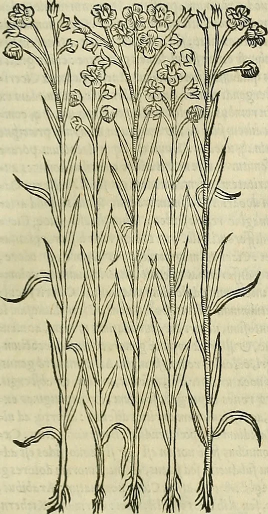 An illustration from Petri Andreae Matthioli Senensis serenissimi Principis Ferdinandi Archiducis Austriae & c., Medici, Commentarii secundo aucti : in libros sex Pedacii Dioscoridis Anazarbei de medica materia. Adiectis quàm plurimis plantarum, & animalium imaginibus quae in priore editione non habentur, eodem authore : his accessit eiusdem apologia adversus Amathum Lusitanum cum censura in eiusdem enarrationes, 1558, leaf 362