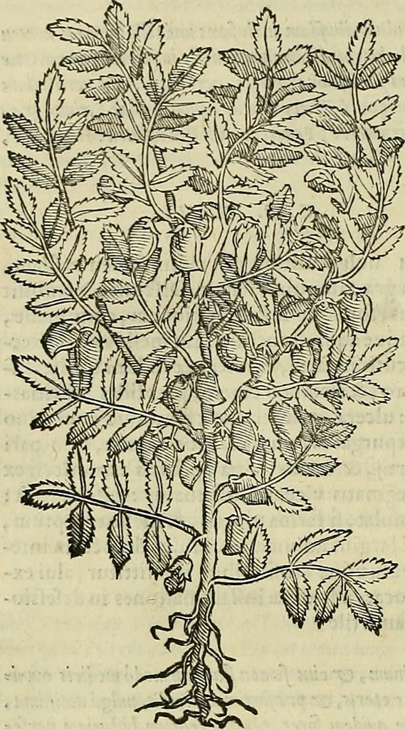 An illustration from Petri Andreae Matthioli Senensis serenissimi Principis Ferdinandi Archiducis Austriae & c., Medici, Commentarii secundo aucti : in libros sex Pedacii Dioscoridis Anazarbei de medica materia. Adiectis quàm plurimis plantarum, & animalium imaginibus quae in priore editione non habentur, eodem authore : his accessit eiusdem apologia adversus Amathum Lusitanum cum censura in eiusdem enarrationes, 1558, leaf 363