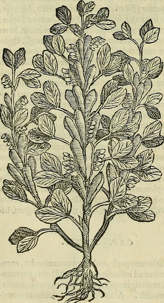 An illustration from Petri Andreae Matthioli Senensis serenissimi Principis Ferdinandi Archiducis Austriae & c., Medici, Commentarii secundo aucti : in libros sex Pedacii Dioscoridis Anazarbei de medica materia. Adiectis quàm plurimis plantarum, & animalium imaginibus quae in priore editione non habentur, eodem authore : his accessit eiusdem apologia adversus Amathum Lusitanum cum censura in eiusdem enarrationes, 1558, leaf 363
