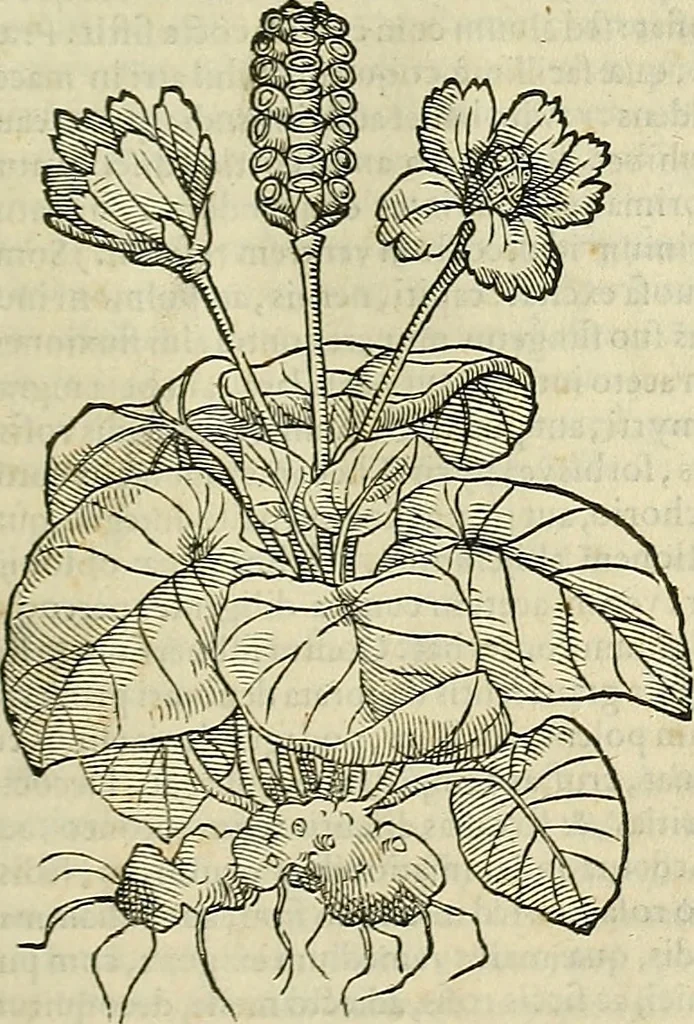 An illustration from Petri Andreae Matthioli Senensis serenissimi Principis Ferdinandi Archiducis Austriae & c., Medici, Commentarii secundo aucti : in libros sex Pedacii Dioscoridis Anazarbei de medica materia. Adiectis quàm plurimis plantarum, & animalium imaginibus quae in priore editione non habentur, eodem authore : his accessit eiusdem apologia adversus Amathum Lusitanum cum censura in eiusdem enarrationes, 1558, leaf 364