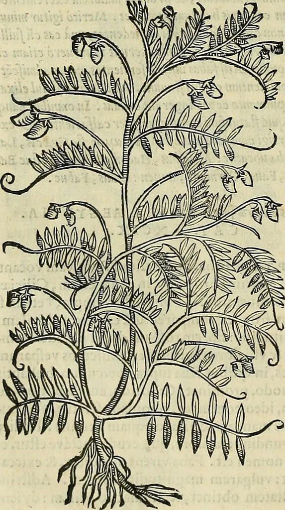 An illustration from Petri Andreae Matthioli Senensis serenissimi Principis Ferdinandi Archiducis Austriae & c., Medici, Commentarii secundo aucti : in libros sex Pedacii Dioscoridis Anazarbei de medica materia. Adiectis quàm plurimis plantarum, & animalium imaginibus quae in priore editione non habentur, eodem authore : his accessit eiusdem apologia adversus Amathum Lusitanum cum censura in eiusdem enarrationes, 1558, leaf 365