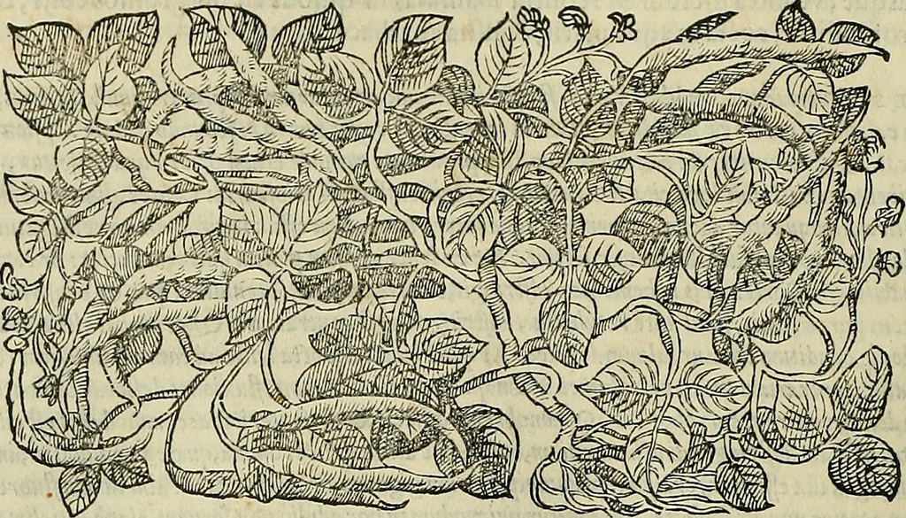 An illustration from Petri Andreae Matthioli Senensis serenissimi Principis Ferdinandi Archiducis Austriae & c., Medici, Commentarii secundo aucti : in libros sex Pedacii Dioscoridis Anazarbei de medica materia. Adiectis quàm plurimis plantarum, & animalium imaginibus quae in priore editione non habentur, eodem authore : his accessit eiusdem apologia adversus Amathum Lusitanum cum censura in eiusdem enarrationes, 1558, leaf 367