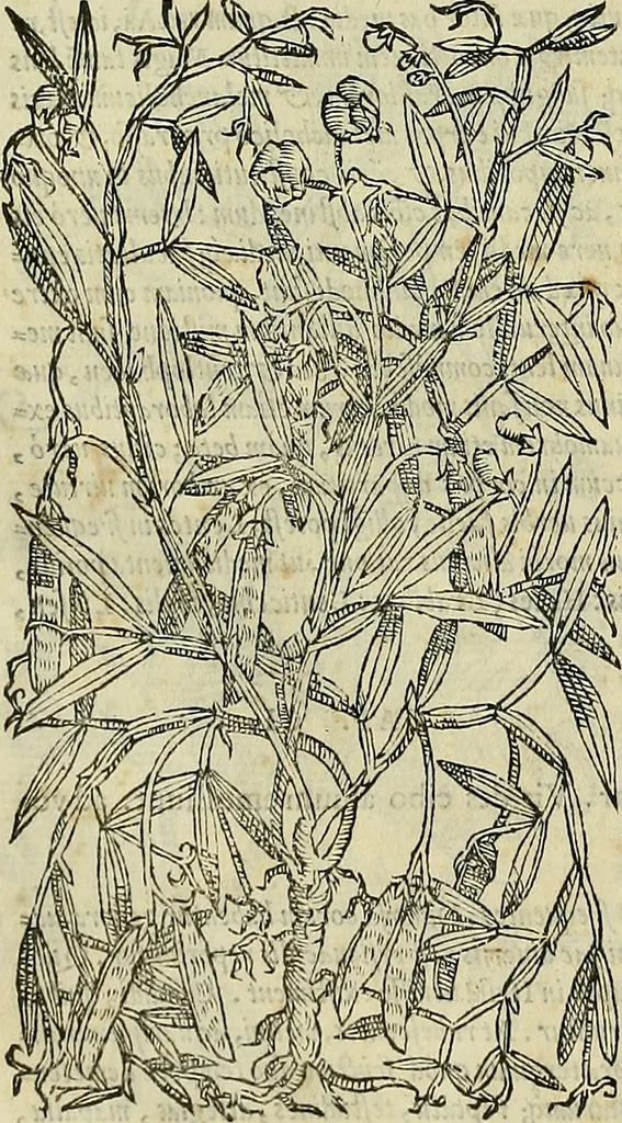An illustration from Petri Andreae Matthioli Senensis serenissimi Principis Ferdinandi Archiducis Austriae & c., Medici, Commentarii secundo aucti : in libros sex Pedacii Dioscoridis Anazarbei de medica materia. Adiectis quàm plurimis plantarum, & animalium imaginibus quae in priore editione non habentur, eodem authore : his accessit eiusdem apologia adversus Amathum Lusitanum cum censura in eiusdem enarrationes, 1558, leaf 367