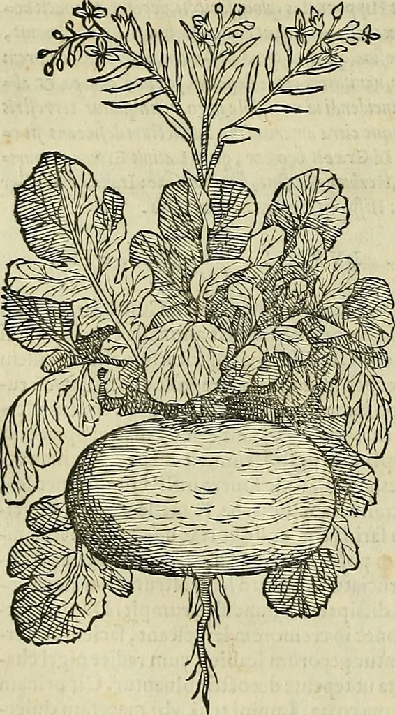 An illustration from Petri Andreae Matthioli Senensis serenissimi Principis Ferdinandi Archiducis Austriae & c., Medici, Commentarii secundo aucti : in libros sex Pedacii Dioscoridis Anazarbei de medica materia. Adiectis quàm plurimis plantarum, & animalium imaginibus quae in priore editione non habentur, eodem authore : his accessit eiusdem apologia adversus Amathum Lusitanum cum censura in eiusdem enarrationes, 1558, leaf 369