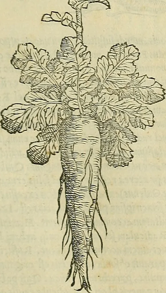 An illustration from Petri Andreae Matthioli Senensis serenissimi Principis Ferdinandi Archiducis Austriae & c., Medici, Commentarii secundo aucti : in libros sex Pedacii Dioscoridis Anazarbei de medica materia. Adiectis quàm plurimis plantarum, & animalium imaginibus quae in priore editione non habentur, eodem authore : his accessit eiusdem apologia adversus Amathum Lusitanum cum censura in eiusdem enarrationes, 1558, leaf 370