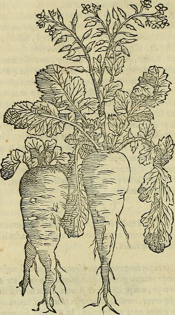 An illustration from Petri Andreae Matthioli Senensis serenissimi Principis Ferdinandi Archiducis Austriae & c., Medici, Commentarii secundo aucti : in libros sex Pedacii Dioscoridis Anazarbei de medica materia. Adiectis quàm plurimis plantarum, & animalium imaginibus quae in priore editione non habentur, eodem authore : his accessit eiusdem apologia adversus Amathum Lusitanum cum censura in eiusdem enarrationes, 1558, leaf 371
