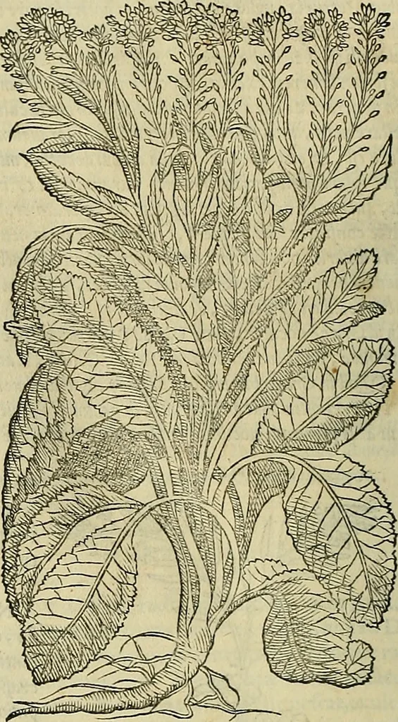 An illustration from Petri Andreae Matthioli Senensis serenissimi Principis Ferdinandi Archiducis Austriae & c., Medici, Commentarii secundo aucti : in libros sex Pedacii Dioscoridis Anazarbei de medica materia. Adiectis quàm plurimis plantarum, & animalium imaginibus quae in priore editione non habentur, eodem authore : his accessit eiusdem apologia adversus Amathum Lusitanum cum censura in eiusdem enarrationes, 1558, leaf 371
