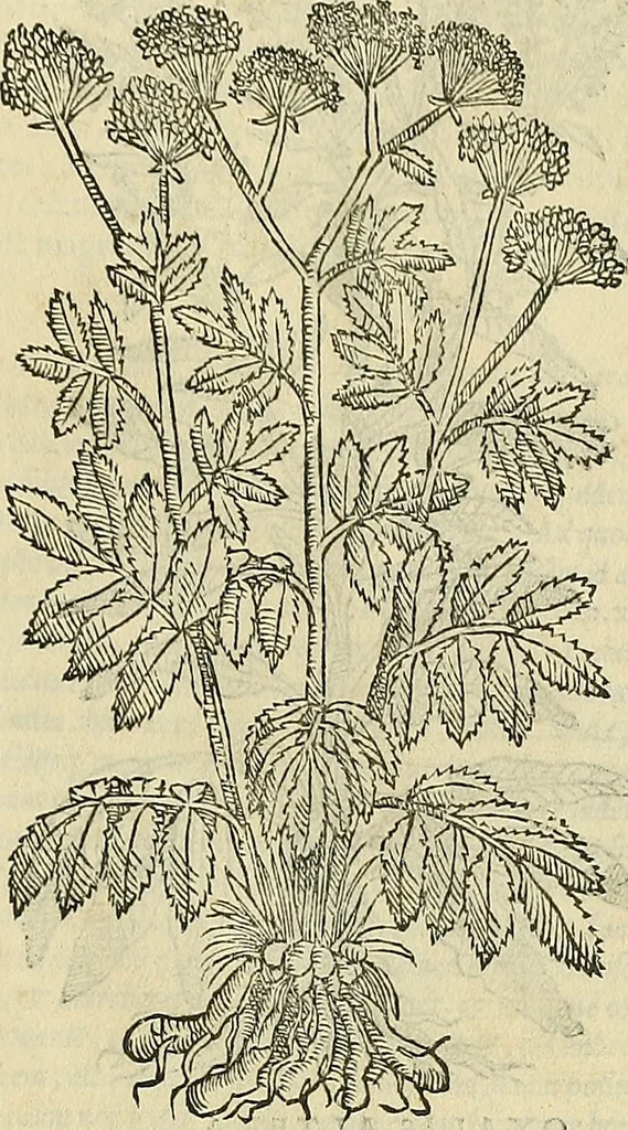An illustration from Petri Andreae Matthioli Senensis serenissimi Principis Ferdinandi Archiducis Austriae & c., Medici, Commentarii secundo aucti : in libros sex Pedacii Dioscoridis Anazarbei de medica materia. Adiectis quàm plurimis plantarum, & animalium imaginibus quae in priore editione non habentur, eodem authore : his accessit eiusdem apologia adversus Amathum Lusitanum cum censura in eiusdem enarrationes, 1558, leaf 372