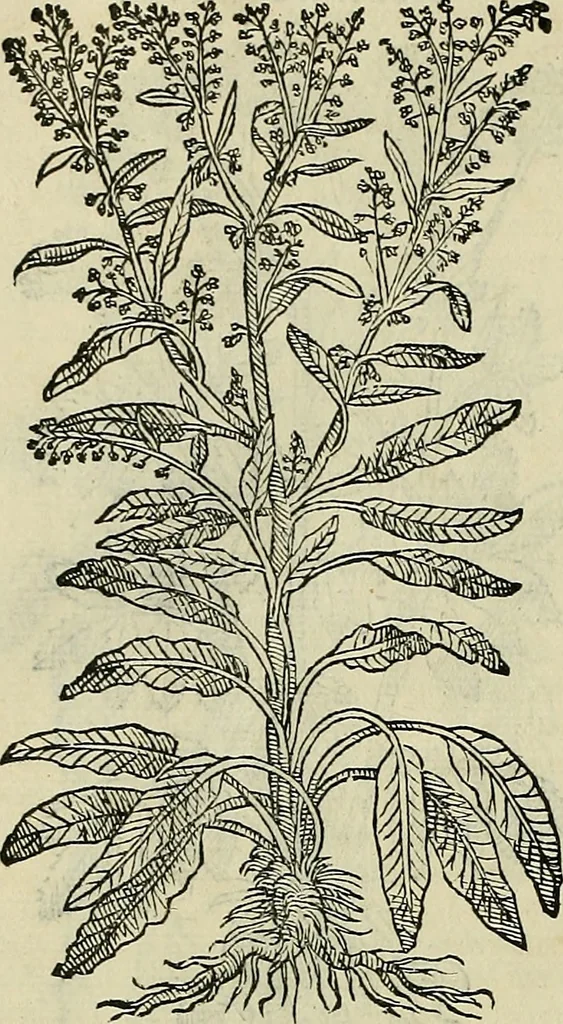 An illustration from Petri Andreae Matthioli Senensis serenissimi Principis Ferdinandi Archiducis Austriae & c., Medici, Commentarii secundo aucti : in libros sex Pedacii Dioscoridis Anazarbei de medica materia. Adiectis quàm plurimis plantarum, & animalium imaginibus quae in priore editione non habentur, eodem authore : his accessit eiusdem apologia adversus Amathum Lusitanum cum censura in eiusdem enarrationes, 1558, leaf 373