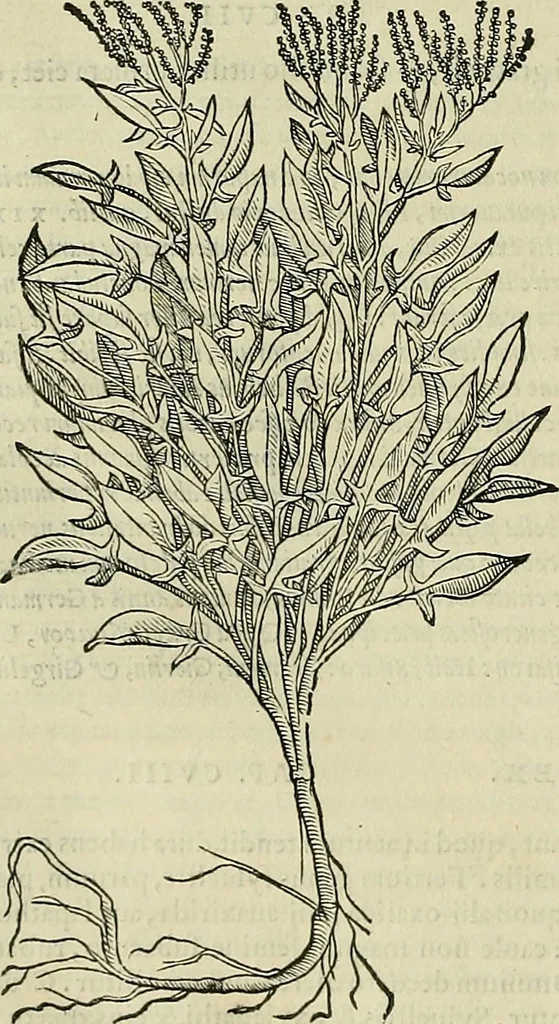 An illustration from Petri Andreae Matthioli Senensis serenissimi Principis Ferdinandi Archiducis Austriae & c., Medici, Commentarii secundo aucti : in libros sex Pedacii Dioscoridis Anazarbei de medica materia. Adiectis quàm plurimis plantarum, & animalium imaginibus quae in priore editione non habentur, eodem authore : his accessit eiusdem apologia adversus Amathum Lusitanum cum censura in eiusdem enarrationes, 1558, leaf 373
