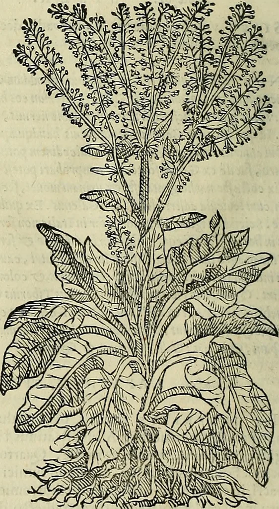 An illustration from Petri Andreae Matthioli Senensis serenissimi Principis Ferdinandi Archiducis Austriae & c., Medici, Commentarii secundo aucti : in libros sex Pedacii Dioscoridis Anazarbei de medica materia. Adiectis quàm plurimis plantarum, & animalium imaginibus quae in priore editione non habentur, eodem authore : his accessit eiusdem apologia adversus Amathum Lusitanum cum censura in eiusdem enarrationes, 1558, leaf 373