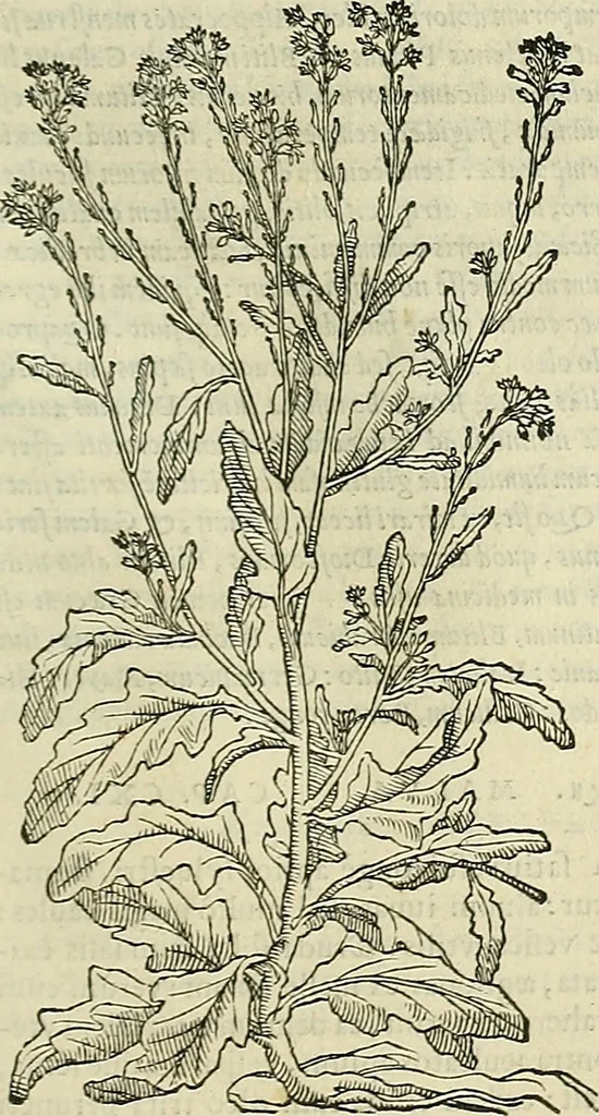 An illustration from Petri Andreae Matthioli Senensis serenissimi Principis Ferdinandi Archiducis Austriae & c., Medici, Commentarii secundo aucti : in libros sex Pedacii Dioscoridis Anazarbei de medica materia. Adiectis quàm plurimis plantarum, & animalium imaginibus quae in priore editione non habentur, eodem authore : his accessit eiusdem apologia adversus Amathum Lusitanum cum censura in eiusdem enarrationes, 1558, leaf 374