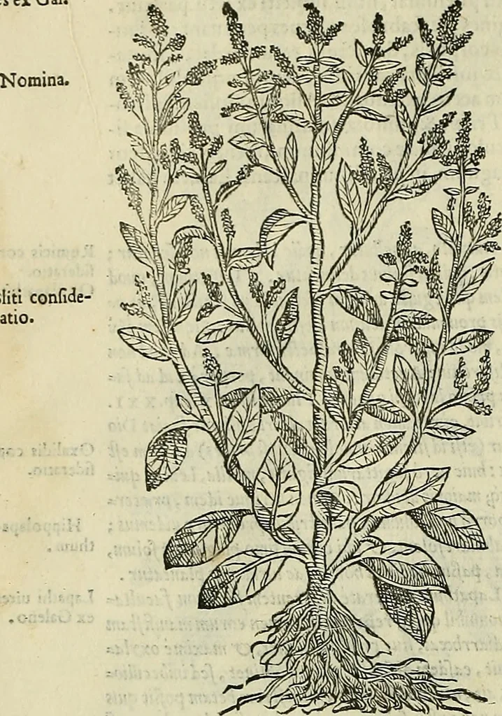 An illustration from Petri Andreae Matthioli Senensis serenissimi Principis Ferdinandi Archiducis Austriae & c., Medici, Commentarii secundo aucti : in libros sex Pedacii Dioscoridis Anazarbei de medica materia. Adiectis quàm plurimis plantarum, & animalium imaginibus quae in priore editione non habentur, eodem authore : his accessit eiusdem apologia adversus Amathum Lusitanum cum censura in eiusdem enarrationes, 1558, leaf 375