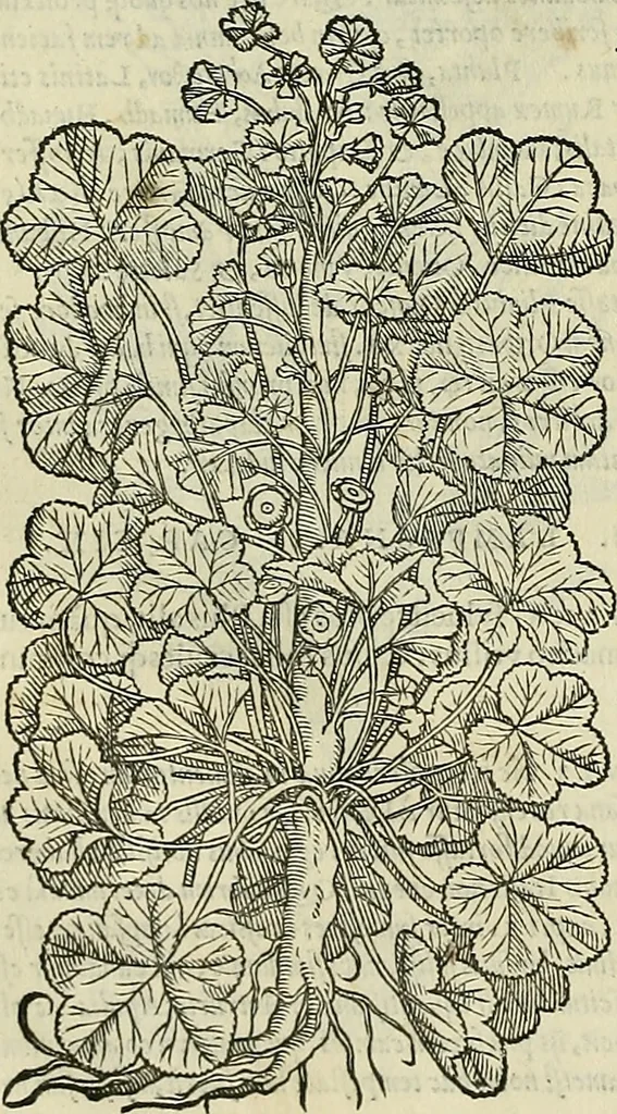 An illustration from Petri Andreae Matthioli Senensis serenissimi Principis Ferdinandi Archiducis Austriae & c., Medici, Commentarii secundo aucti : in libros sex Pedacii Dioscoridis Anazarbei de medica materia. Adiectis quàm plurimis plantarum, & animalium imaginibus quae in priore editione non habentur, eodem authore : his accessit eiusdem apologia adversus Amathum Lusitanum cum censura in eiusdem enarrationes, 1558, leaf 375