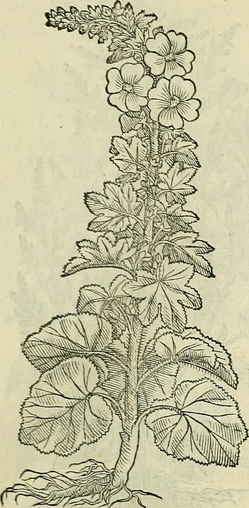 An illustration from Petri Andreae Matthioli Senensis serenissimi Principis Ferdinandi Archiducis Austriae & c., Medici, Commentarii secundo aucti : in libros sex Pedacii Dioscoridis Anazarbei de medica materia. Adiectis quàm plurimis plantarum, & animalium imaginibus quae in priore editione non habentur, eodem authore : his accessit eiusdem apologia adversus Amathum Lusitanum cum censura in eiusdem enarrationes, 1558, leaf 376
