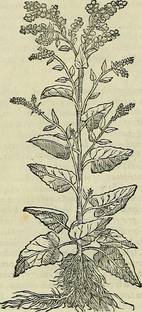 An illustration from Petri Andreae Matthioli Senensis serenissimi Principis Ferdinandi Archiducis Austriae & c., Medici, Commentarii secundo aucti : in libros sex Pedacii Dioscoridis Anazarbei de medica materia. Adiectis quàm plurimis plantarum, & animalium imaginibus quae in priore editione non habentur, eodem authore : his accessit eiusdem apologia adversus Amathum Lusitanum cum censura in eiusdem enarrationes, 1558, leaf 377