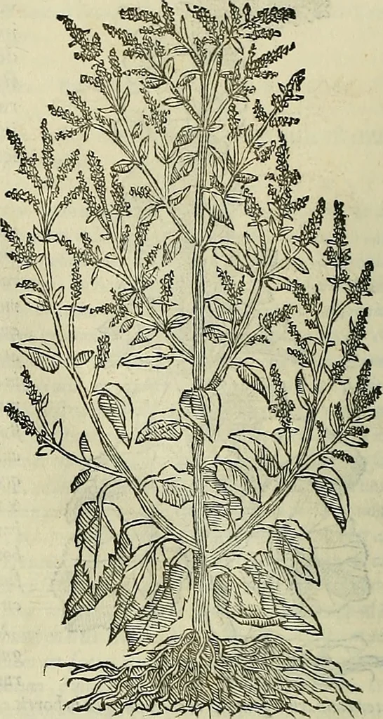 An illustration from Petri Andreae Matthioli Senensis serenissimi Principis Ferdinandi Archiducis Austriae & c., Medici, Commentarii secundo aucti : in libros sex Pedacii Dioscoridis Anazarbei de medica materia. Adiectis quàm plurimis plantarum, & animalium imaginibus quae in priore editione non habentur, eodem authore : his accessit eiusdem apologia adversus Amathum Lusitanum cum censura in eiusdem enarrationes, 1558, leaf 377