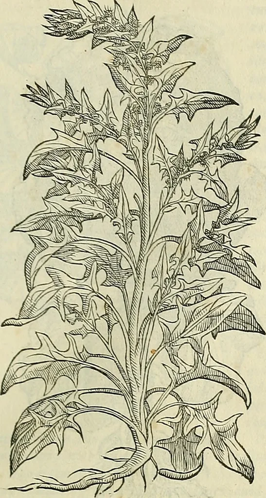 An illustration from Petri Andreae Matthioli Senensis serenissimi Principis Ferdinandi Archiducis Austriae & c., Medici, Commentarii secundo aucti : in libros sex Pedacii Dioscoridis Anazarbei de medica materia. Adiectis quàm plurimis plantarum, & animalium imaginibus quae in priore editione non habentur, eodem authore : his accessit eiusdem apologia adversus Amathum Lusitanum cum censura in eiusdem enarrationes, 1558, leaf 378