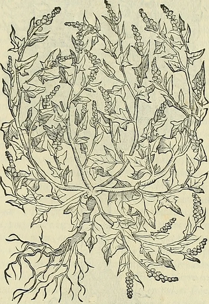 An illustration from Petri Andreae Matthioli Senensis serenissimi Principis Ferdinandi Archiducis Austriae & c., Medici, Commentarii secundo aucti : in libros sex Pedacii Dioscoridis Anazarbei de medica materia. Adiectis quàm plurimis plantarum, & animalium imaginibus quae in priore editione non habentur, eodem authore : his accessit eiusdem apologia adversus Amathum Lusitanum cum censura in eiusdem enarrationes, 1558, leaf 378