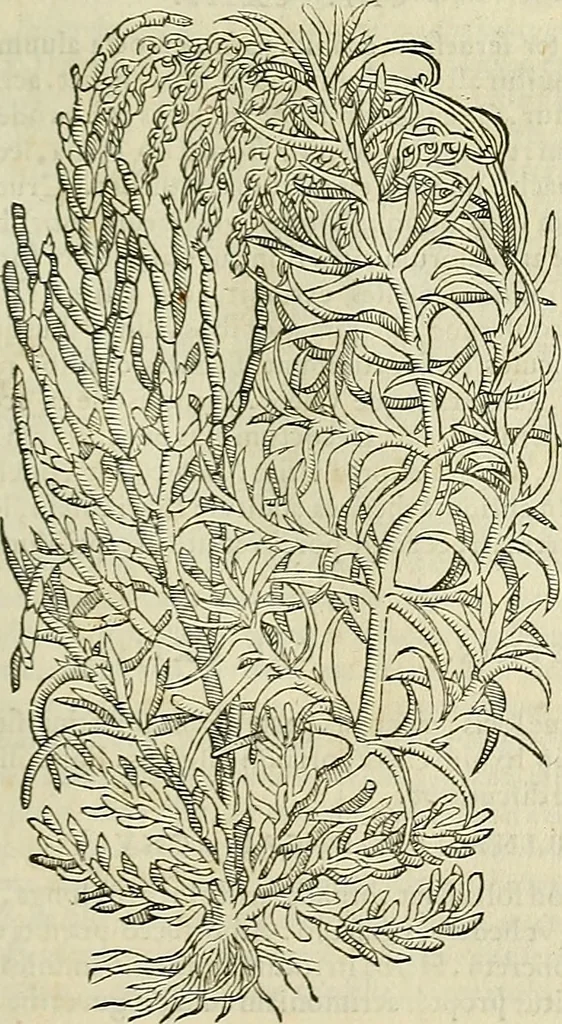 An illustration from Petri Andreae Matthioli Senensis serenissimi Principis Ferdinandi Archiducis Austriae & c., Medici, Commentarii secundo aucti : in libros sex Pedacii Dioscoridis Anazarbei de medica materia. Adiectis quàm plurimis plantarum, & animalium imaginibus quae in priore editione non habentur, eodem authore : his accessit eiusdem apologia adversus Amathum Lusitanum cum censura in eiusdem enarrationes, 1558, leaf 378