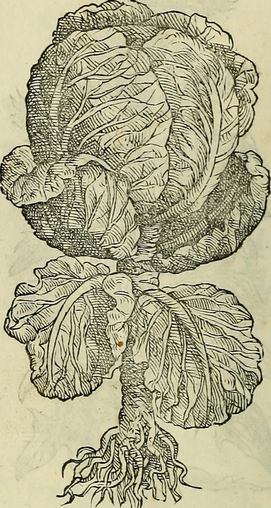 An illustration from Petri Andreae Matthioli Senensis serenissimi Principis Ferdinandi Archiducis Austriae & c., Medici, Commentarii secundo aucti : in libros sex Pedacii Dioscoridis Anazarbei de medica materia. Adiectis quàm plurimis plantarum, & animalium imaginibus quae in priore editione non habentur, eodem authore : his accessit eiusdem apologia adversus Amathum Lusitanum cum censura in eiusdem enarrationes, 1558, leaf 379