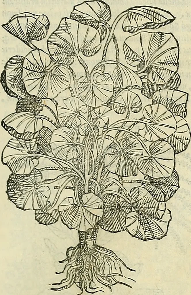 An illustration from Petri Andreae Matthioli Senensis serenissimi Principis Ferdinandi Archiducis Austriae & c., Medici, Commentarii secundo aucti : in libros sex Pedacii Dioscoridis Anazarbei de medica materia. Adiectis quàm plurimis plantarum, & animalium imaginibus quae in priore editione non habentur, eodem authore : his accessit eiusdem apologia adversus Amathum Lusitanum cum censura in eiusdem enarrationes, 1558, leaf 380